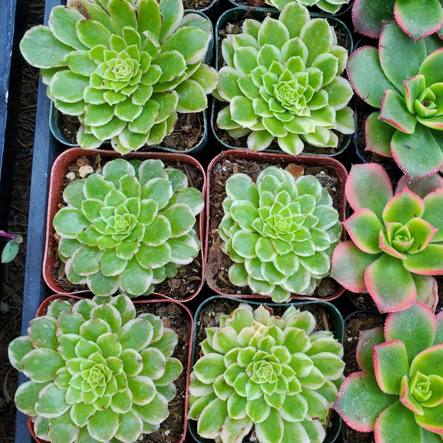 Aeonium 'Emerald Ice'